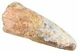 Fossil Spinosaurus Tooth - Real Dinosaur Tooth #366471-1